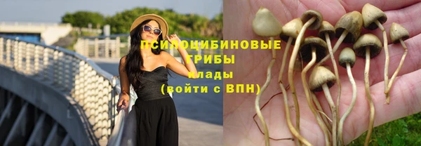 индика Беломорск